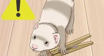 Keep a Single Ferret Happy