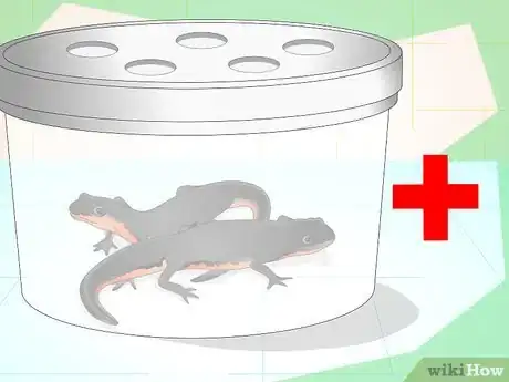 Image titled Make a Tank for Fire Belly Newts Step 2