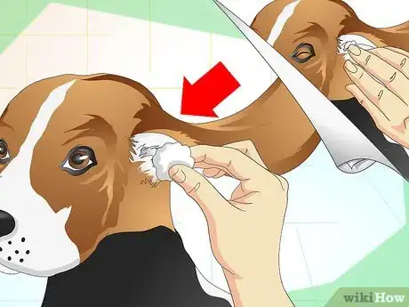 Image titled Heal Ear Infections in Dogs Step 15