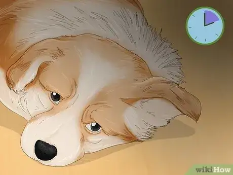 Image titled Tell if a Dog Is in Pain Step 9