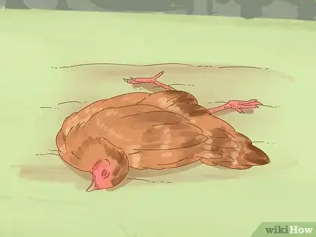 Image titled Tell if a Chicken is Sick Step 13