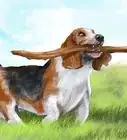 Identify a Basset Hound