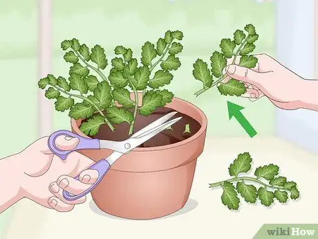 Image titled Grow Cilantro Indoors Step 16