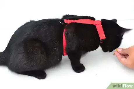 Image titled Put on a Cat Harness Step 12