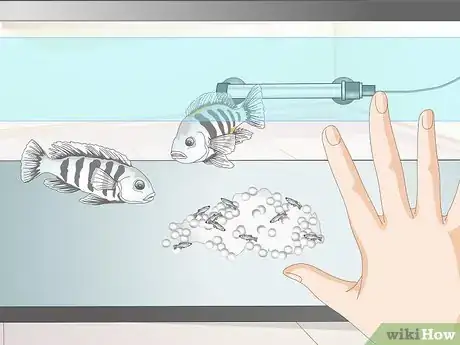 Image titled Breed Convict Cichlids Step 12