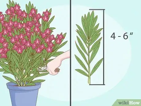 Image titled Grow Oleanders from Cuttings Step 1