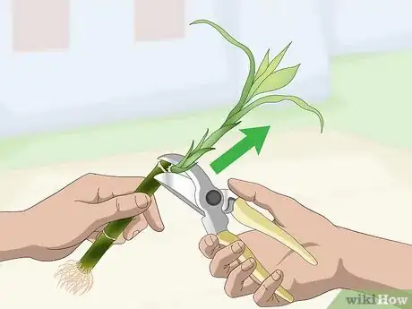 Image titled Propagate Lucky Bamboo Step 3