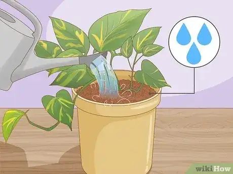 Image titled Repot Pothos Step 6