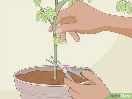 Image titled Clone Plants Step 6