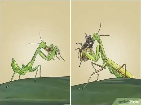 Image titled Catch and Keep a Praying Mantis Step 9