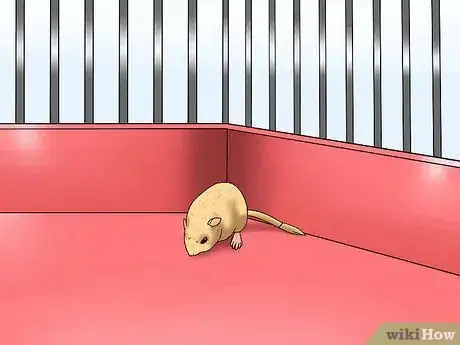 Image titled Pick up a Gerbil Step 8