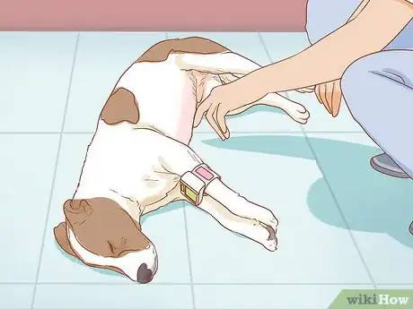 Image titled Help Your Dog Through a Stroke Step 10