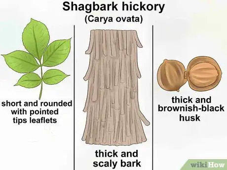 Image titled Identify Hickory Trees Step 11