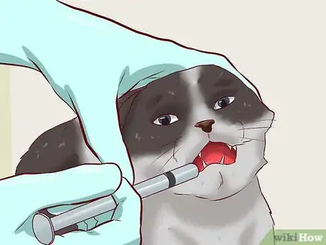 Image titled Cure a Cat of Constipation Step 10