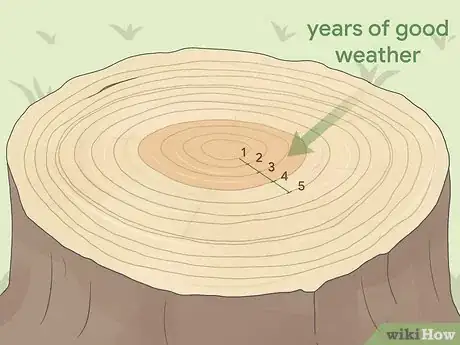 Image titled Count Tree Rings Step 4