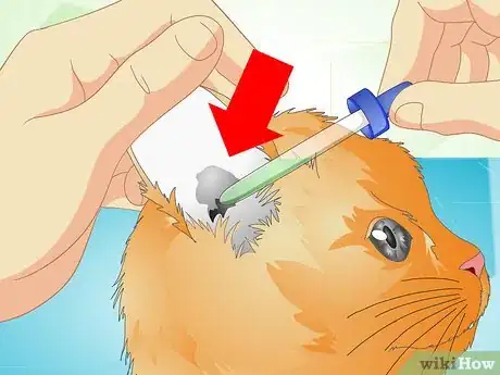 Image titled Deliver Ear Medication to Cats Step 10