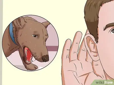 Image titled Treat Kennel Cough Step 2