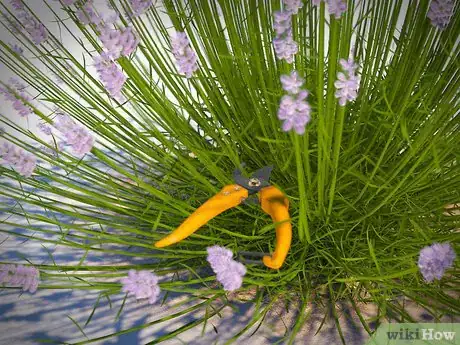 Image titled Dry Your Home Grown Lavender Step 2