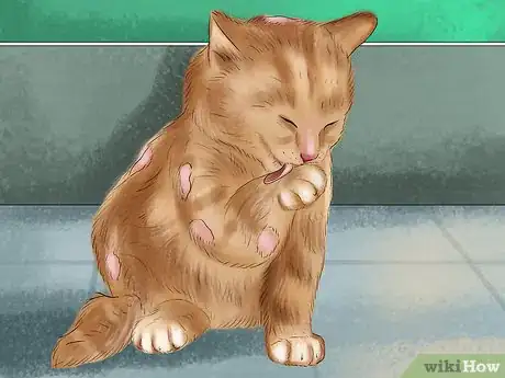 Image titled Know if a Kitten Is Stressed Step 4