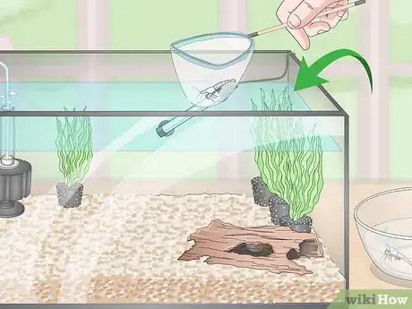 Image titled Take Care of Ghost Shrimp Step 10