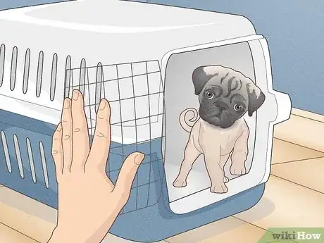 Image titled Buy a Pug Puppy Step 15