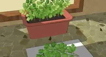 Grow Cilantro