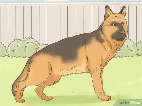 Image titled Identify a German Shepherd Step 4