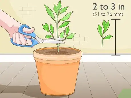 Image titled Promote Root Growth Step 1