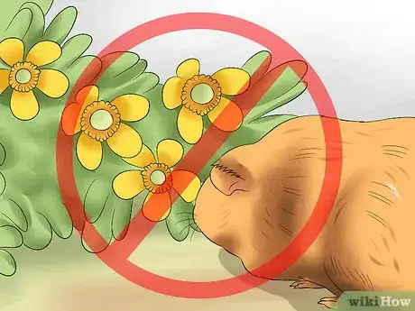 Image titled Walk a Guinea Pig on a Leash Step 15