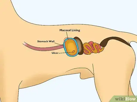 Image titled Treat Dog Ulcers Step 3