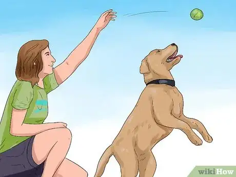 Image titled Be a Good Dog Owner Step 14