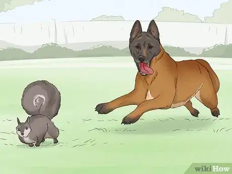 Image titled Identify a Belgian Malinois Step 14