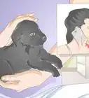 Take Care of an Injured Stray Puppy