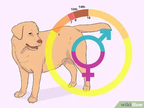 Image titled Breed Labradors Step 15