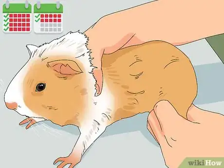 Image titled Neuter a Guinea Pig Step 3