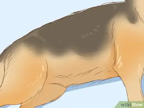 Image titled Identify a German Shepherd Step 1