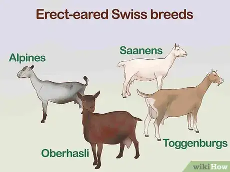 Image titled Identify Goat Breeds Step 2