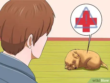 Image titled Choose a Healthy Puppy Step 15