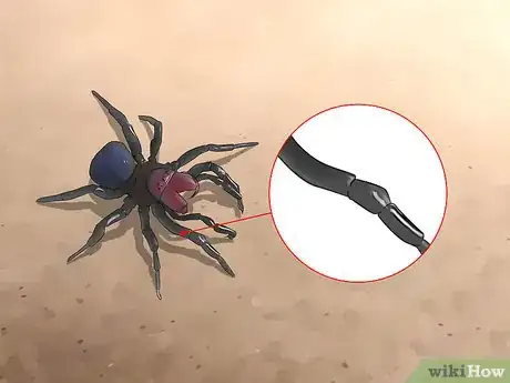 Image titled Identify a Mouse Spider Step 1