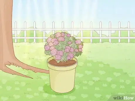 Image titled Grow Hydrangeas in a Pot Step 10