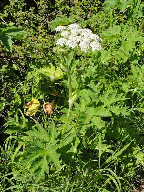 Image titled Cow parsnip (Heracleum maximum) on Point Reyes Wittenberg Trail