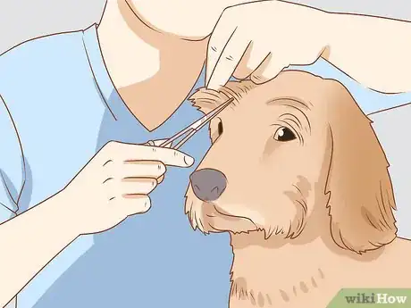 Image titled Groom a Wirehaired Dachshund Step 6