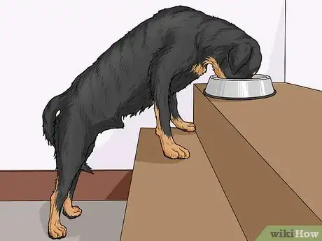 Image titled Prevent Bloating in Dogs Step 3