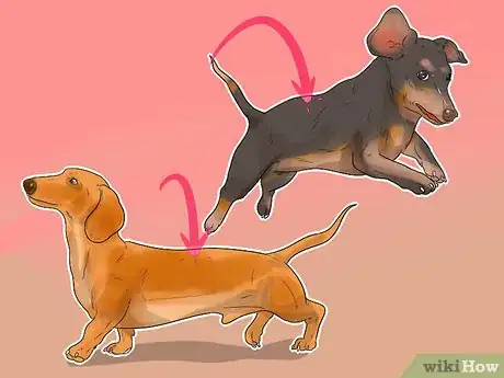 Image titled Treat Back Problems in Dachshunds Step 1