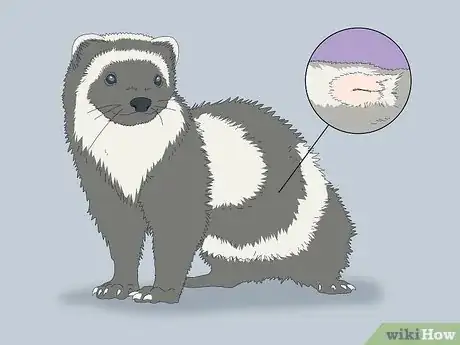 Image titled Reduce Ferret Odor Step 4