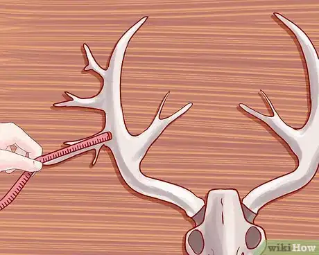 Image titled Score Deer Antlers Step 12