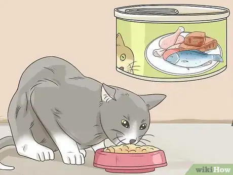 Image titled Feed a Diabetic Cat Step 1