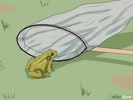 Image titled Catch a Frog Step 14