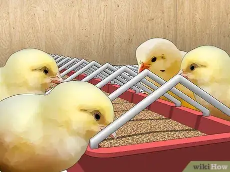 Image titled Raise Chickens for Eggs Step 16