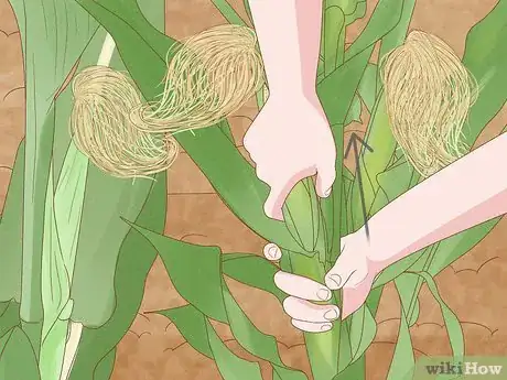 Image titled Grow Sweet Corn Step 16